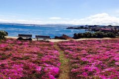 pacific-grove-cliffs-bloom-california-coast