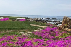 seventeen-mile-drive-pebble-beach-ca